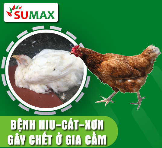 BỆNH NIU-CÁT-XƠN GÂY CHẾT Ở GIA CẦM