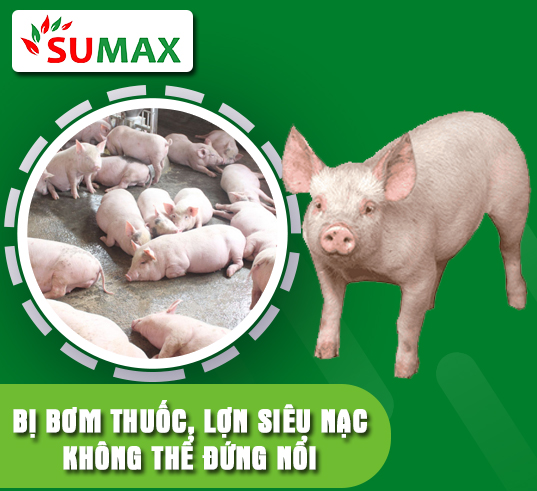 BỊ BƠM THUỐC, LỢN SIÊU NẠC KHÔNG THỂ ĐỨNG NỔI