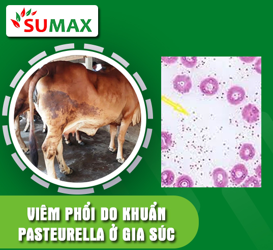 VIÊM PHỔI DO KHUẨN PASTEURELLA Ở GIA SÚC