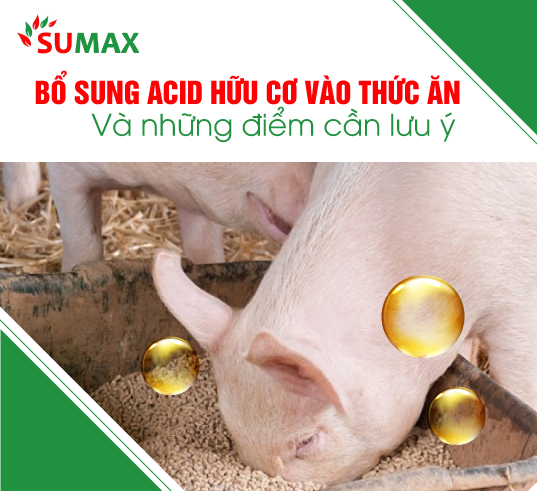 BỔ SUNG ACID HỮU CƠ VÀO THỨC ĂN VÀ NHỮNG ĐIỂM CẦN LƯU Ý