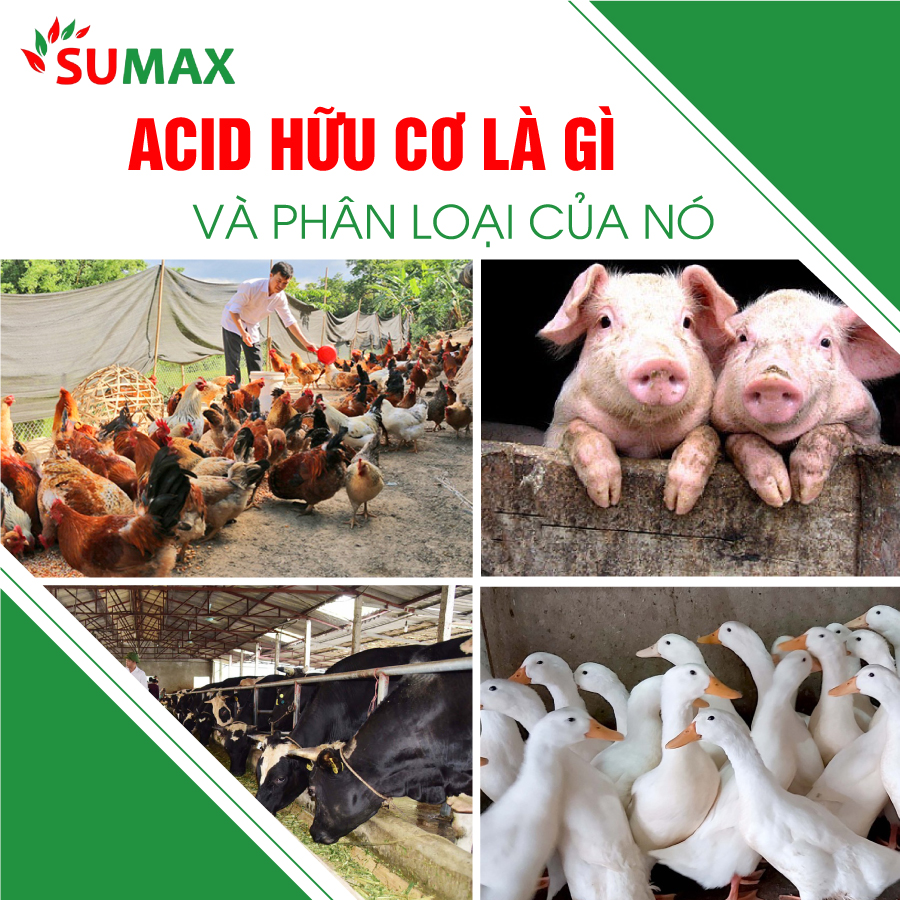 ACID HỮU CƠ LÀ GÌ VÀ PHÂN LOẠI CỦA NÓ