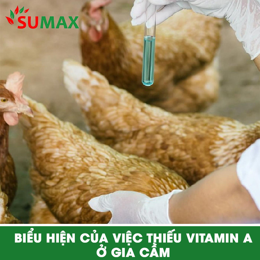 TẠI SAO CẦN BỔ SUNG VITAMIN A CHO GIA CẦM?