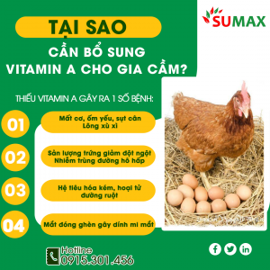 TẠI SAO CẦN BỔ SUNG VITAMIN A CHO GIA CẦM?