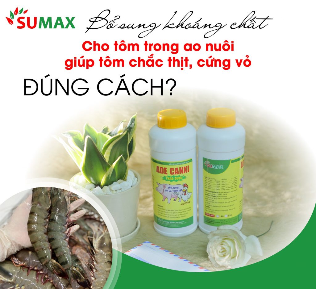 BỔ SUNG KHOÁNG CHẤT CHO TÔM TRONG AO NUÔI GIÚP TÔM CHẮC THỊT, CỨNG VỎ ĐÚNG CÁCH? 